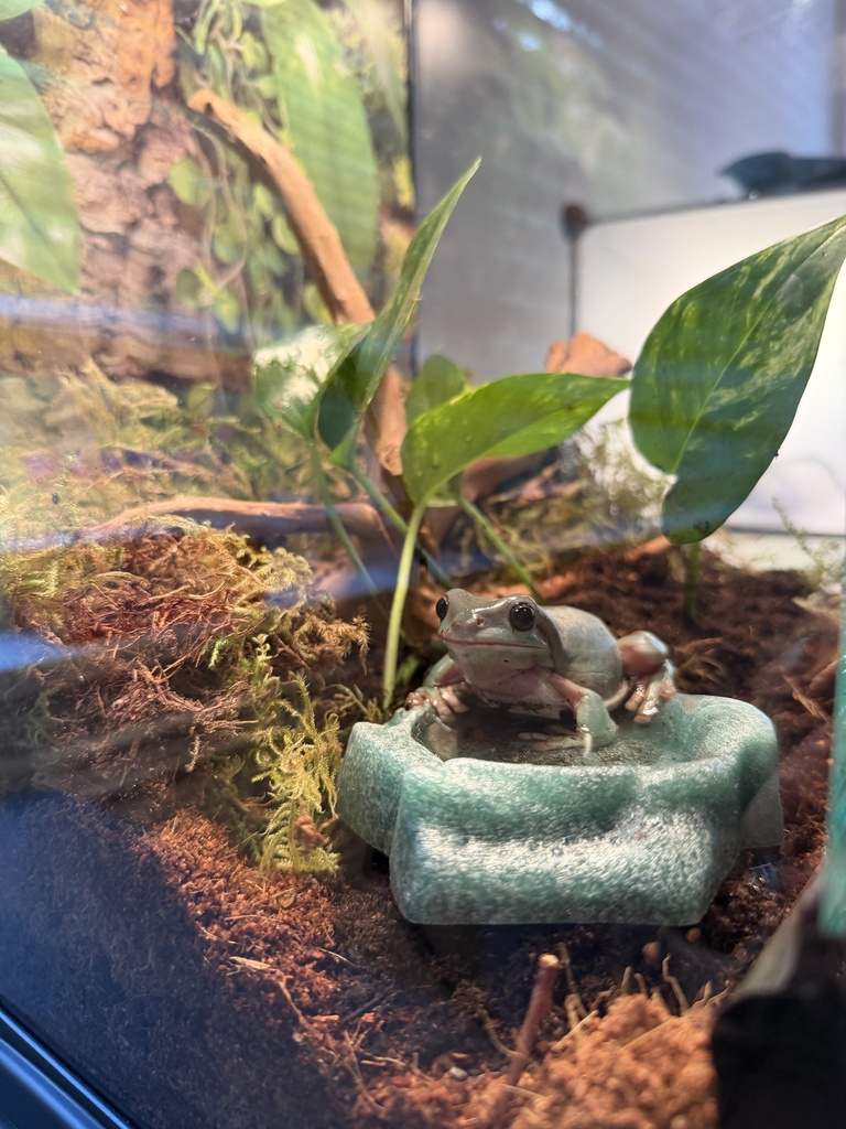 frog2