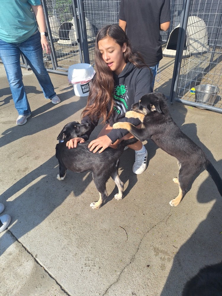 animal shelter visit 