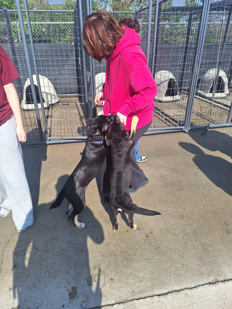 animal shelter visit 