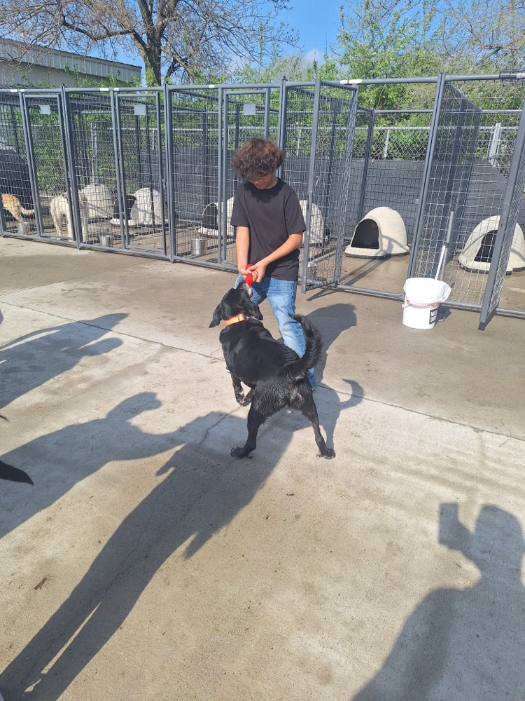 animal shelter visit 