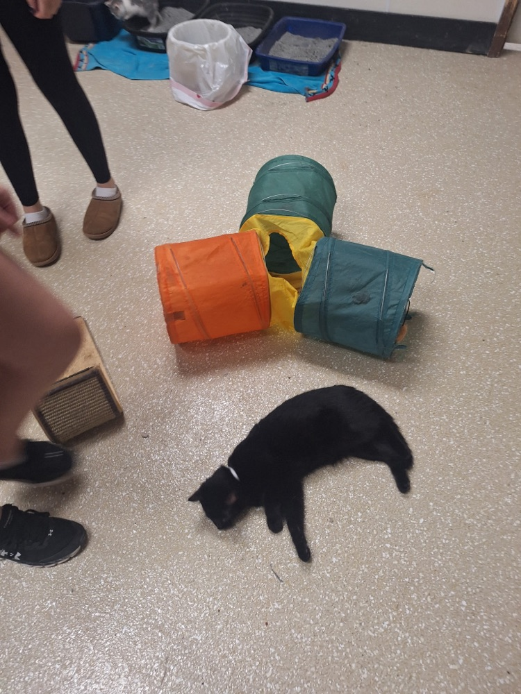 animal shelter visit 
