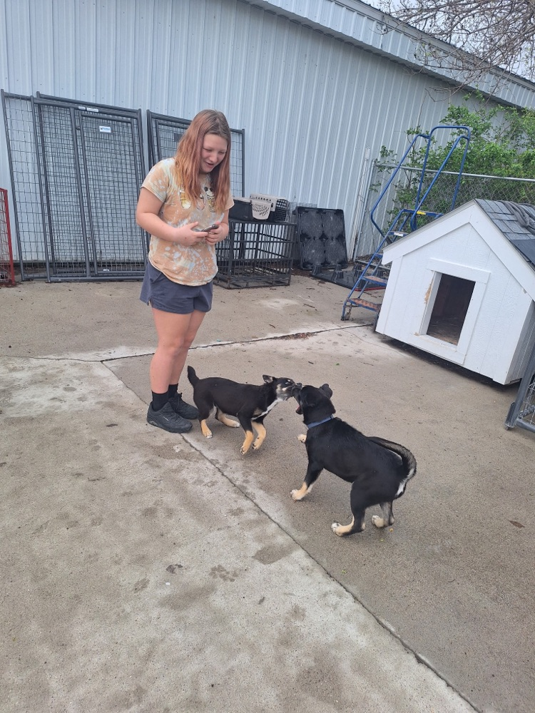 animal shelter visit 