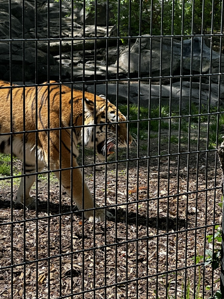 zoo 