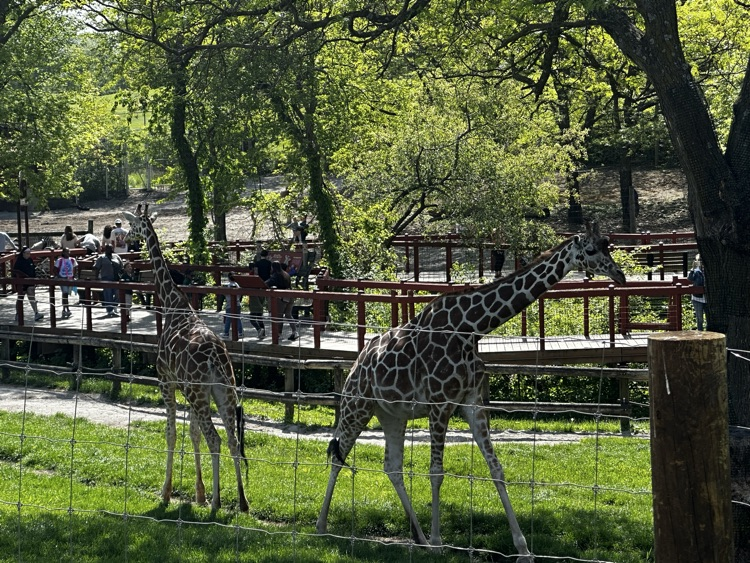 zoo 
