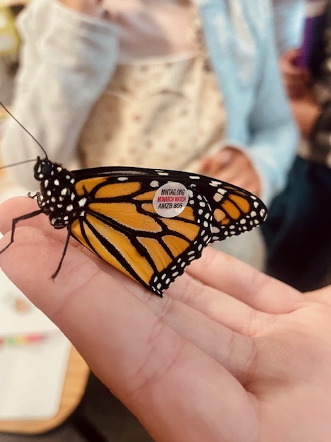 butterfly