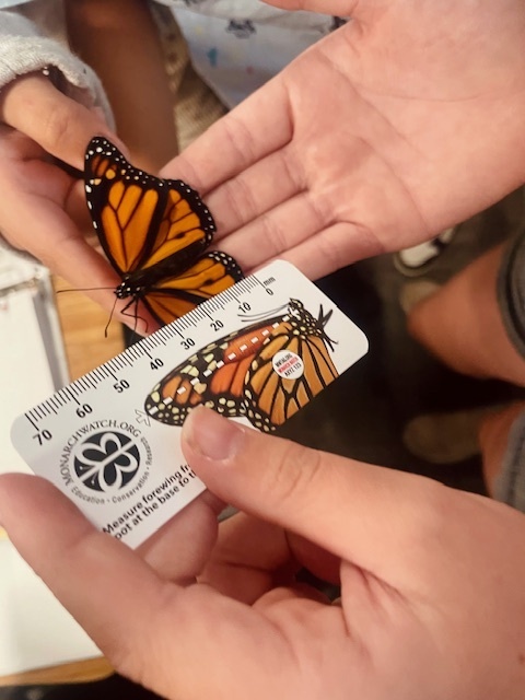 butterfly