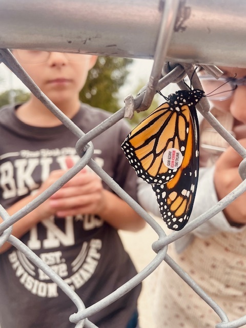 butterfly