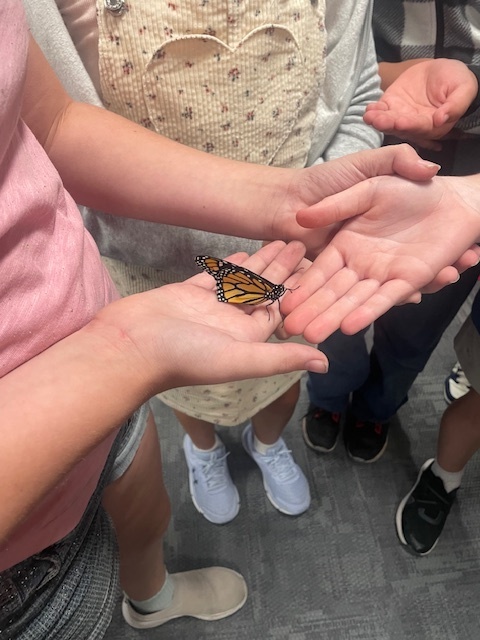 butterfly