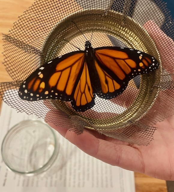 butterfly