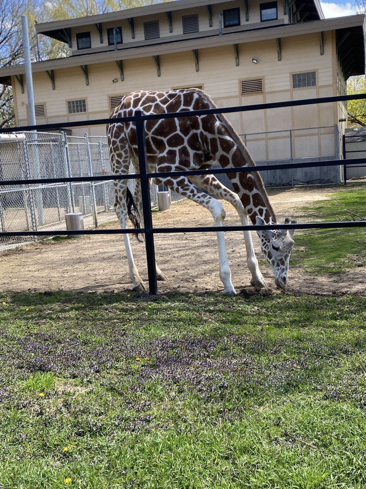 giraffe 