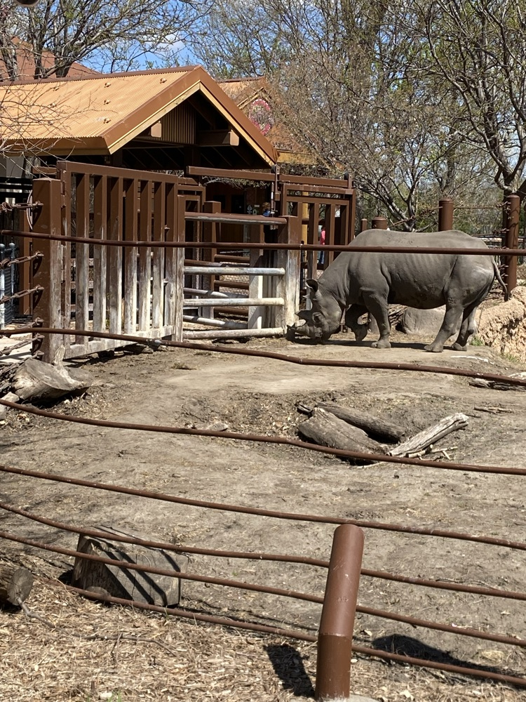 rhino