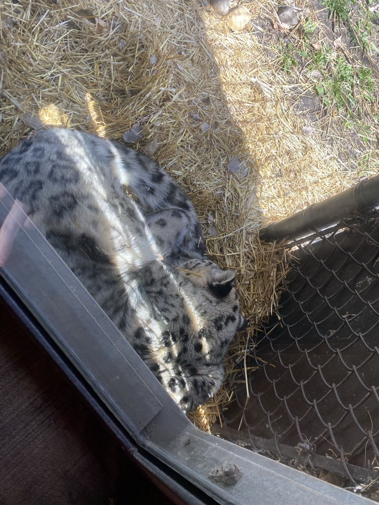 snow leopard