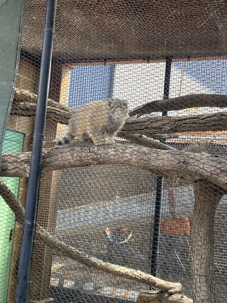 Pallas cat