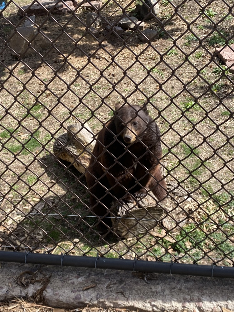 black bear