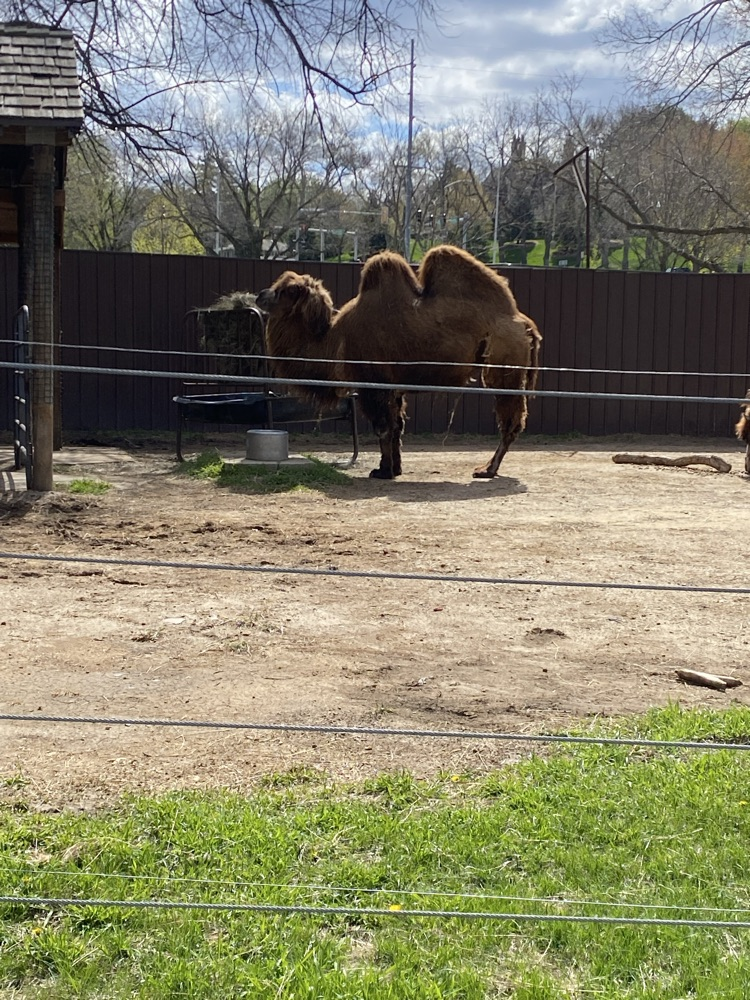 camel 