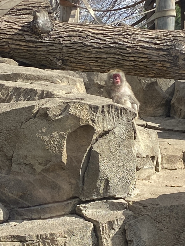 snow monkey