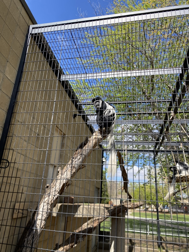 primates 