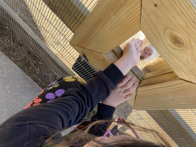 feeding goats 