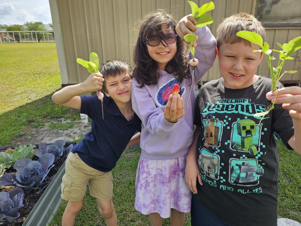 Mrs. Mayer's kiddos harvesting radishes from their garden! 