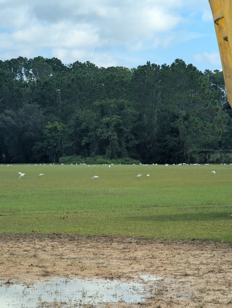 birds are everywhere
