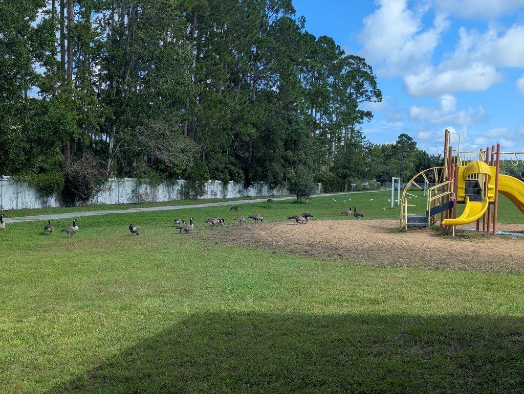 birds are everywhere