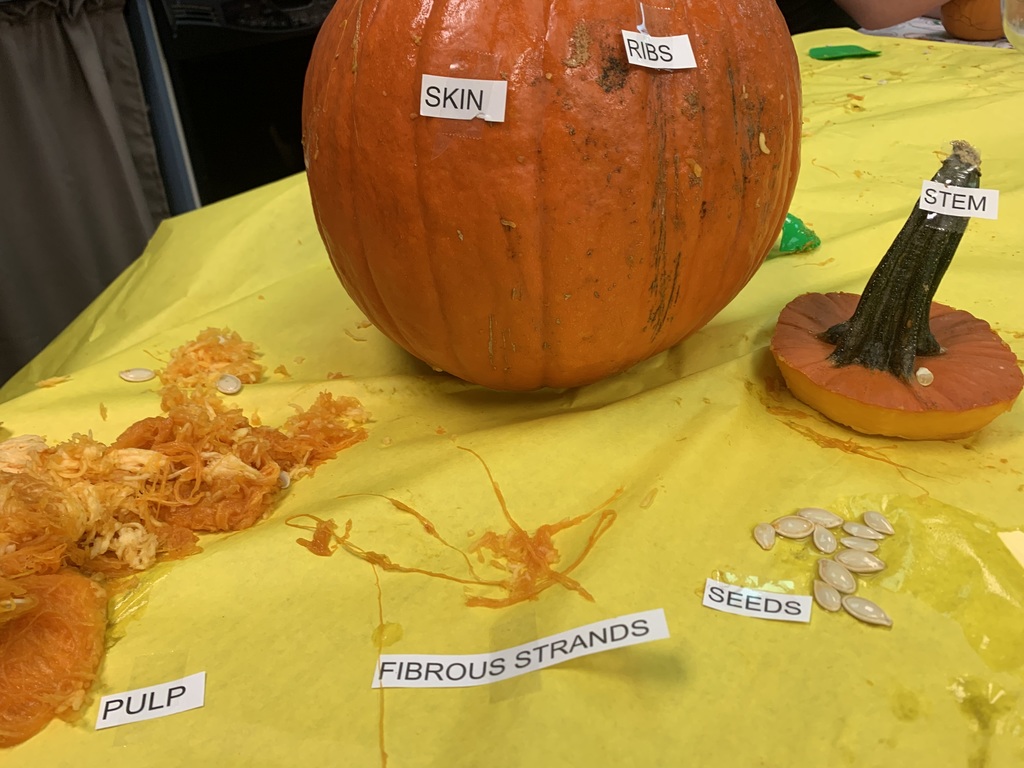 Pumpkin Science in Action! 🍂 In Mrs. Cannarella’s class, students had another exciting day filled with learning and fun as they explored pumpkin life cycles! This week’s lesson focused on identifying the parts of a pumpkin—first labeling the outside, then diving in for a hands-on look at the inside. To wrap up the learning, the class celebrated their discoveries with a bit of seasonal fun by carving their pumpkin together!