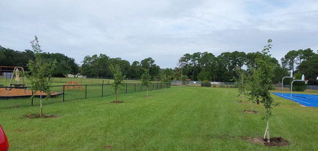Red Maple Cove 2025