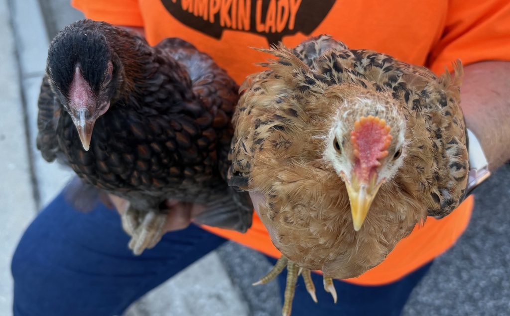 There's a girls' basketball informational meeting on Thursday after school in Coach Elmore's room. If you plan on attending, please make sure you have a designated ride for after the meeting; it should only take 30 minutes.