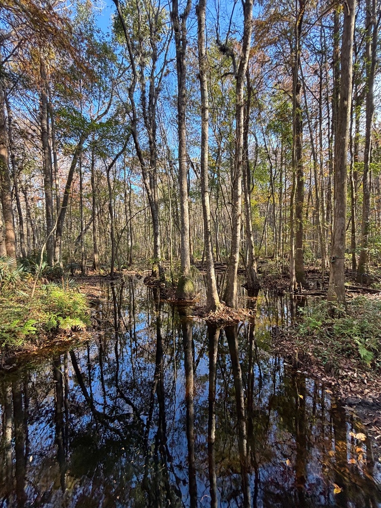 This past Saturday, our Earth Club students rolled up their sleeves and spent the morning caring for Crosby Sanctuary. They picked up garbage from the swamp, cleared and trimmed vegetation along the trails, and weeded the native plant garden — all to help preserve this beautiful local ecosystem. We are so proud of their hard work and commitment to protecting our environment!