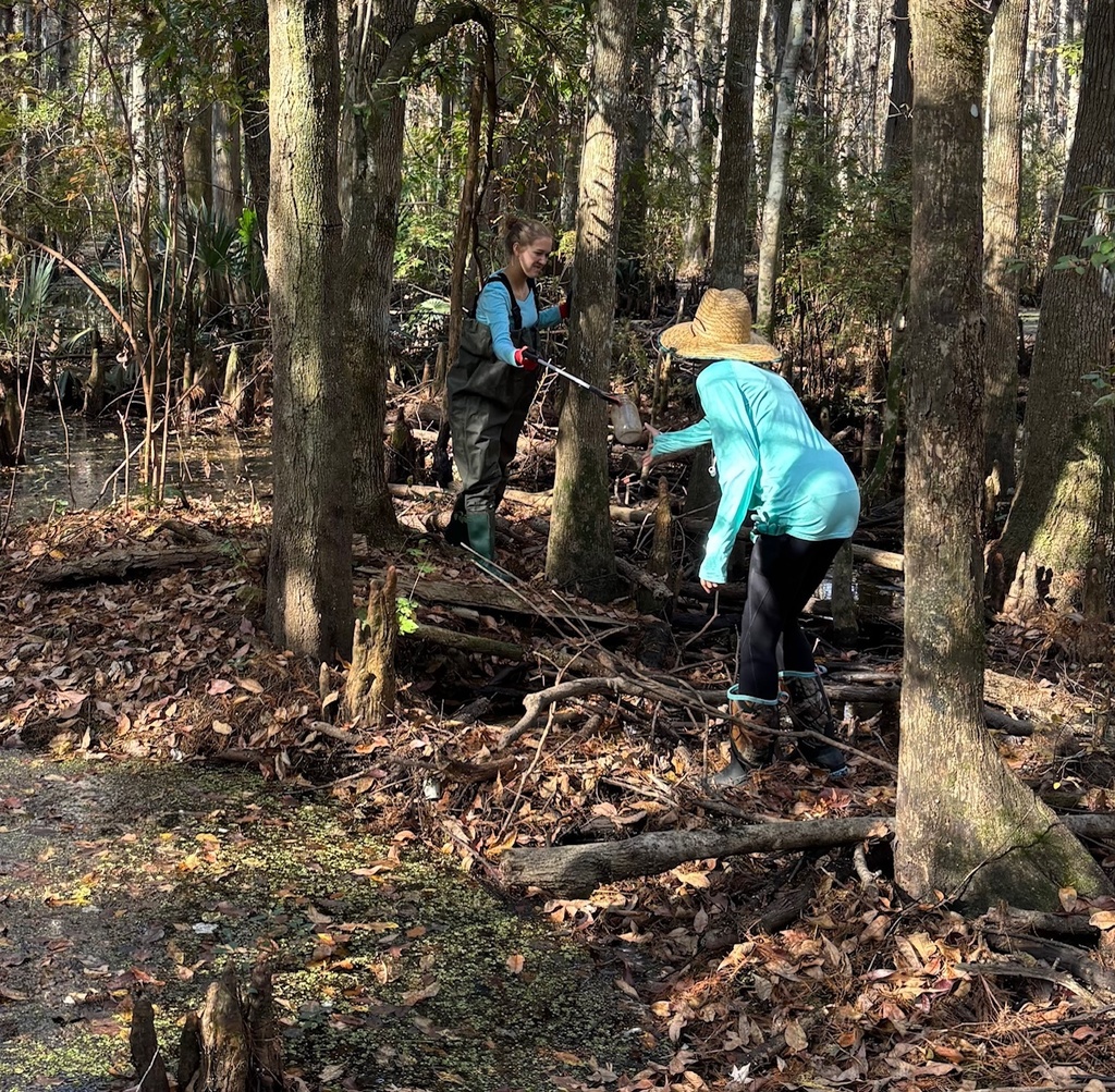 This past Saturday, our Earth Club students rolled up their sleeves and spent the morning caring for Crosby Sanctuary. They picked up garbage from the swamp, cleared and trimmed vegetation along the trails, and weeded the native plant garden — all to help preserve this beautiful local ecosystem. We are so proud of their hard work and commitment to protecting our environment!
