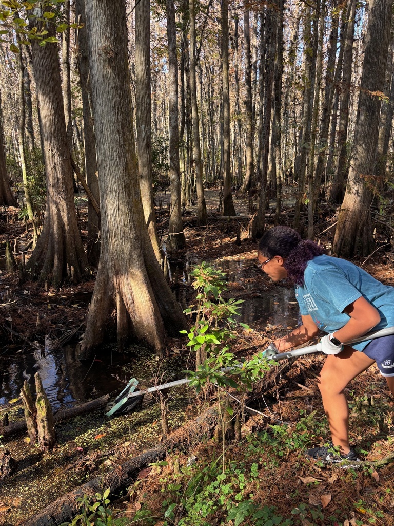 This past Saturday, our Earth Club students rolled up their sleeves and spent the morning caring for Crosby Sanctuary. They picked up garbage from the swamp, cleared and trimmed vegetation along the trails, and weeded the native plant garden — all to help preserve this beautiful local ecosystem. We are so proud of their hard work and commitment to protecting our environment!