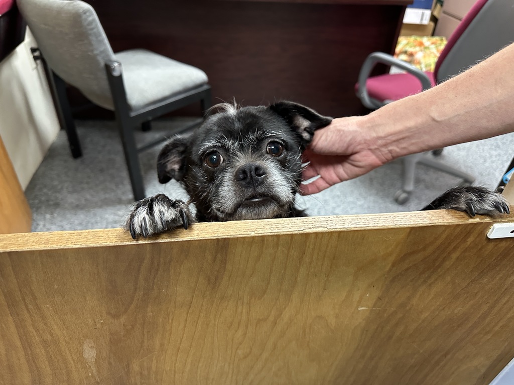 Pet Supply Donations