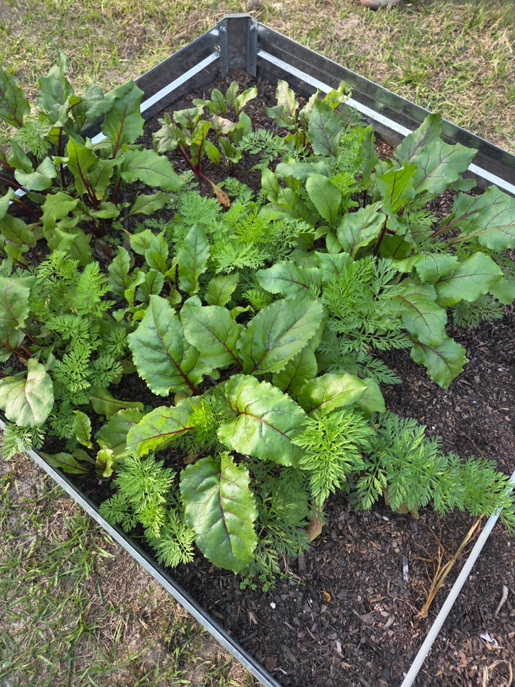 CEB’s Gardening Club