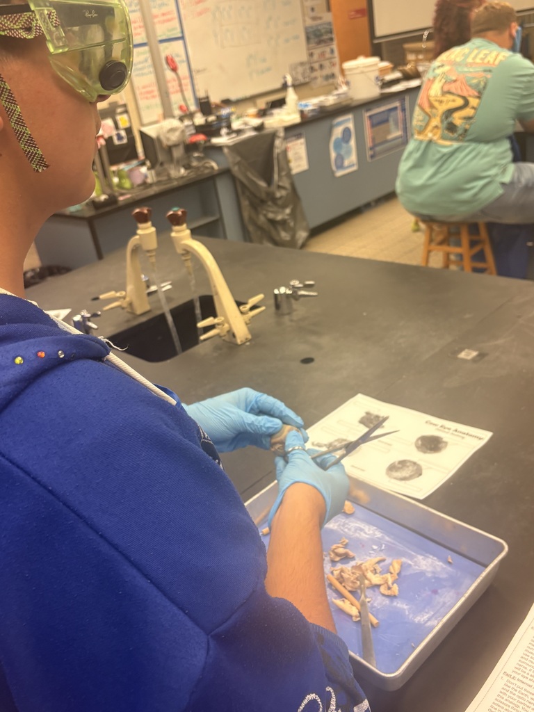 Ms. Andersen’s Anatomy & Physiology students took a deep dive into the structure and function of the human eye through a cow eye dissection. Using a cow eye, whose structures closely resemble those of the human eye, students identified key anatomical features. They made real-world connections between structure and function, bringing textbook concepts to life.