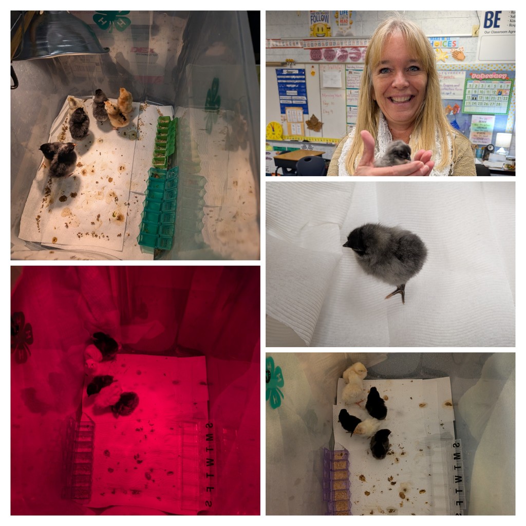 2nd Grade Chick 2026