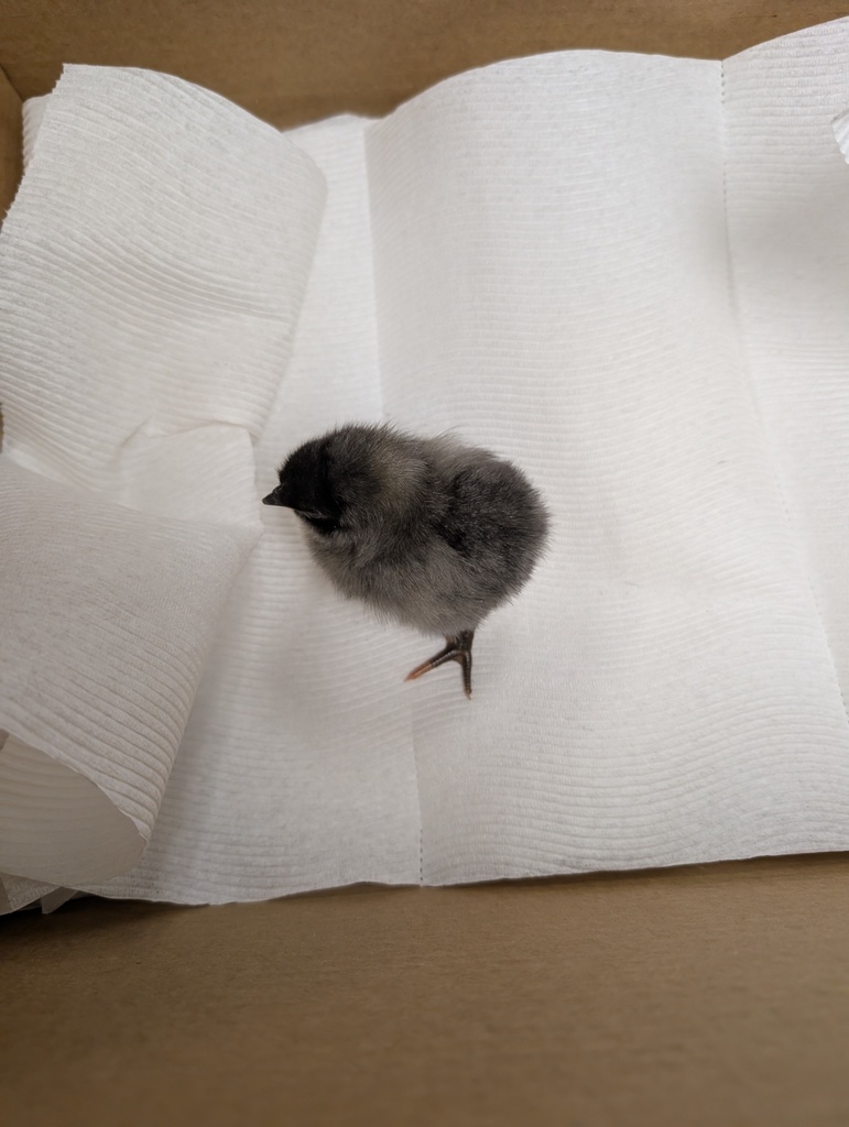 2nd Grade Chick 2026