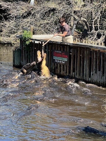 alligator farm