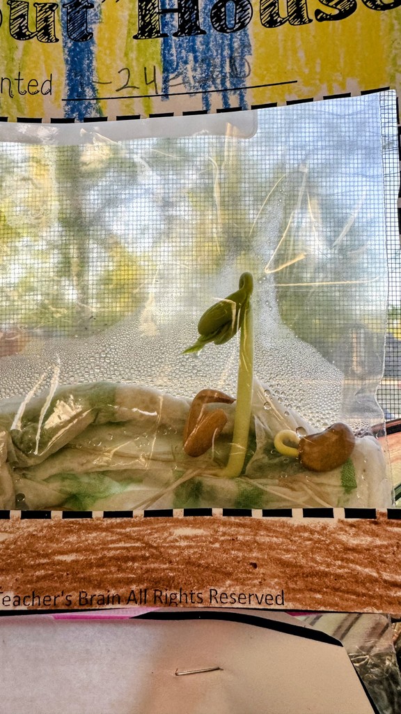 Life Cycle of a Plant 