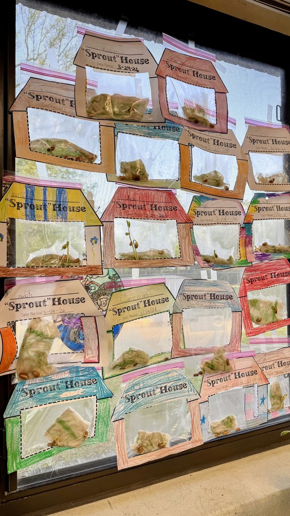 Life Cycle of a Plant 