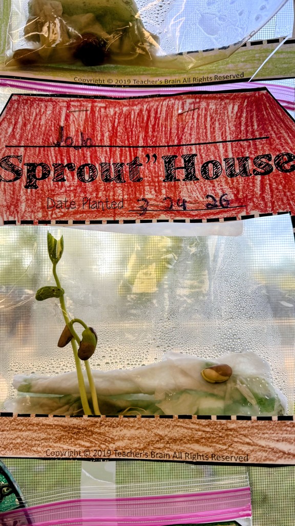 Life Cycle of a Plant 