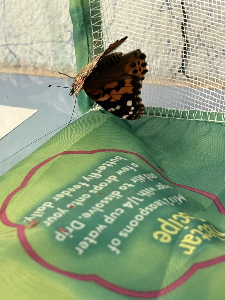 PreK Butterfly Learning