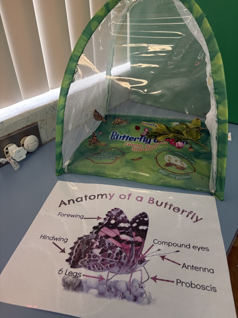 PreK Butterfly Learning