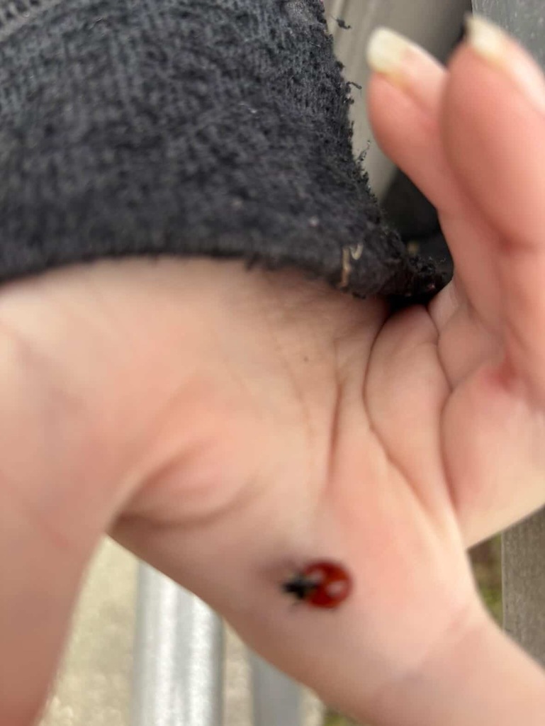 Some of our Senior Board members spent time giving back to their school by participating in a campus cleanup day, pulling weeds and helping keep Ridgeview looking its best. Their willingness to step up and serve reflects true Panther pride and leadership.  We are proud of these seniors for taking initiative and showing that leadership is not just about holding a title, but about making a difference. Thank you for helping keep our campus beautiful!