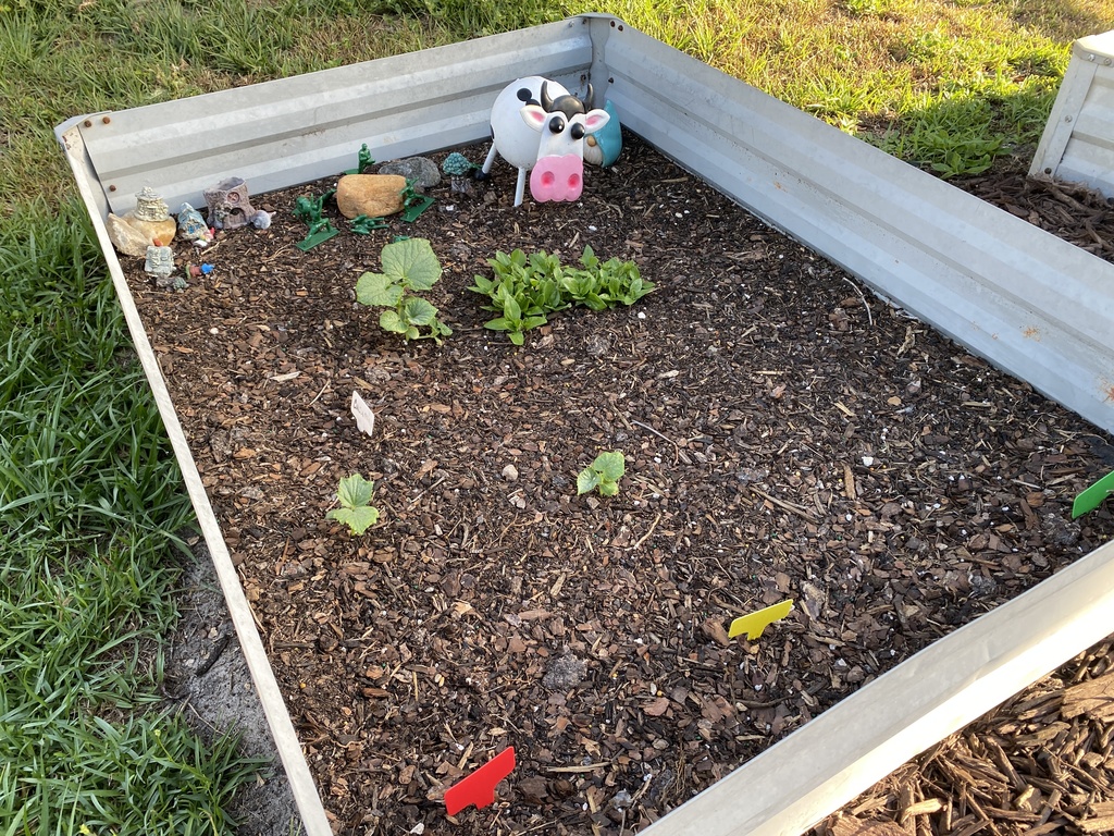 🌱 Our Gardens are Blooming! The Upper Elementary Montessori garden beds are looking absolutely fantastic! It is wonderful to see so much vibrant growth taking over the beds as our plants truly begin to flourish. Our students have been incredibly dedicated to their role as caretakers. Every week, they head out with genuine excitement to ensure every plant is healthy, tended to, and well-watered! It’s been a joy to watch them take such pride in this living classroom.  We want to extend a sincere thank you to our parent volunteers. We are so grateful for the time you’ve spent cleaning up and prepping the beds for our UE students. Your hard work behind the scenes has provided the perfect foundation for our garden to thrive.