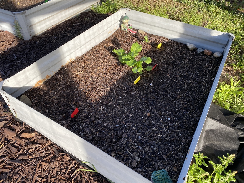 🌱 Our Gardens are Blooming! The Upper Elementary Montessori garden beds are looking absolutely fantastic! It is wonderful to see so much vibrant growth taking over the beds as our plants truly begin to flourish. Our students have been incredibly dedicated to their role as caretakers. Every week, they head out with genuine excitement to ensure every plant is healthy, tended to, and well-watered! It’s been a joy to watch them take such pride in this living classroom.  We want to extend a sincere thank you to our parent volunteers. We are so grateful for the time you’ve spent cleaning up and prepping the beds for our UE students. Your hard work behind the scenes has provided the perfect foundation for our garden to thrive.