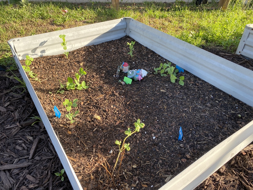 🌱 Our Gardens are Blooming! The Upper Elementary Montessori garden beds are looking absolutely fantastic! It is wonderful to see so much vibrant growth taking over the beds as our plants truly begin to flourish. Our students have been incredibly dedicated to their role as caretakers. Every week, they head out with genuine excitement to ensure every plant is healthy, tended to, and well-watered! It’s been a joy to watch them take such pride in this living classroom.  We want to extend a sincere thank you to our parent volunteers. We are so grateful for the time you’ve spent cleaning up and prepping the beds for our UE students. Your hard work behind the scenes has provided the perfect foundation for our garden to thrive.