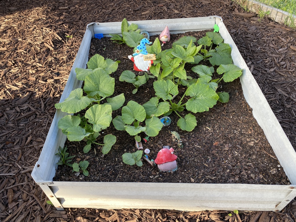 🌱 Our Gardens are Blooming! The Upper Elementary Montessori garden beds are looking absolutely fantastic! It is wonderful to see so much vibrant growth taking over the beds as our plants truly begin to flourish. Our students have been incredibly dedicated to their role as caretakers. Every week, they head out with genuine excitement to ensure every plant is healthy, tended to, and well-watered! It’s been a joy to watch them take such pride in this living classroom.  We want to extend a sincere thank you to our parent volunteers. We are so grateful for the time you’ve spent cleaning up and prepping the beds for our UE students. Your hard work behind the scenes has provided the perfect foundation for our garden to thrive.