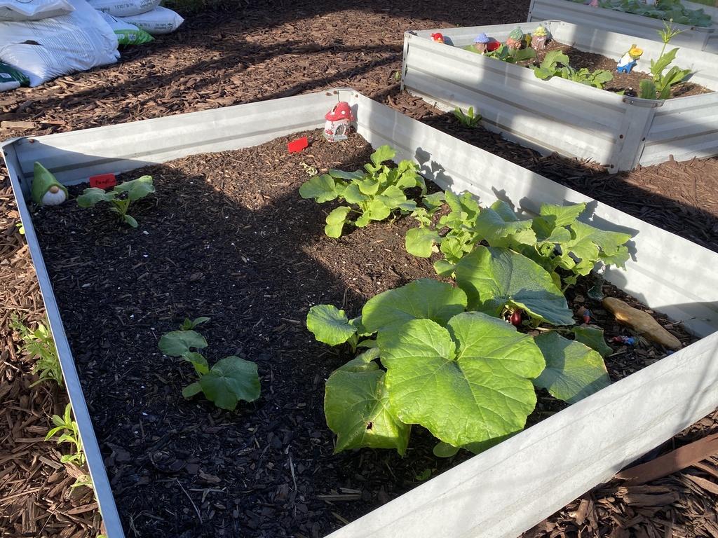 🌱 Our Gardens are Blooming! The Upper Elementary Montessori garden beds are looking absolutely fantastic! It is wonderful to see so much vibrant growth taking over the beds as our plants truly begin to flourish. Our students have been incredibly dedicated to their role as caretakers. Every week, they head out with genuine excitement to ensure every plant is healthy, tended to, and well-watered! It’s been a joy to watch them take such pride in this living classroom.  We want to extend a sincere thank you to our parent volunteers. We are so grateful for the time you’ve spent cleaning up and prepping the beds for our UE students. Your hard work behind the scenes has provided the perfect foundation for our garden to thrive.