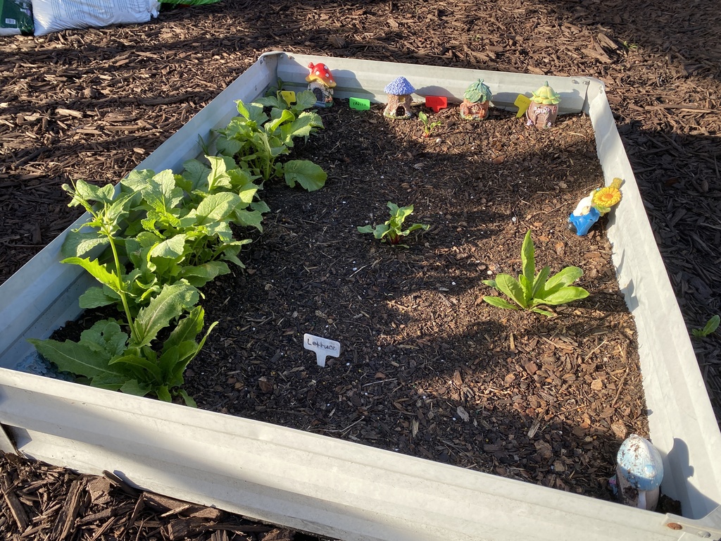 🌱 Our Gardens are Blooming! The Upper Elementary Montessori garden beds are looking absolutely fantastic! It is wonderful to see so much vibrant growth taking over the beds as our plants truly begin to flourish. Our students have been incredibly dedicated to their role as caretakers. Every week, they head out with genuine excitement to ensure every plant is healthy, tended to, and well-watered! It’s been a joy to watch them take such pride in this living classroom.  We want to extend a sincere thank you to our parent volunteers. We are so grateful for the time you’ve spent cleaning up and prepping the beds for our UE students. Your hard work behind the scenes has provided the perfect foundation for our garden to thrive.