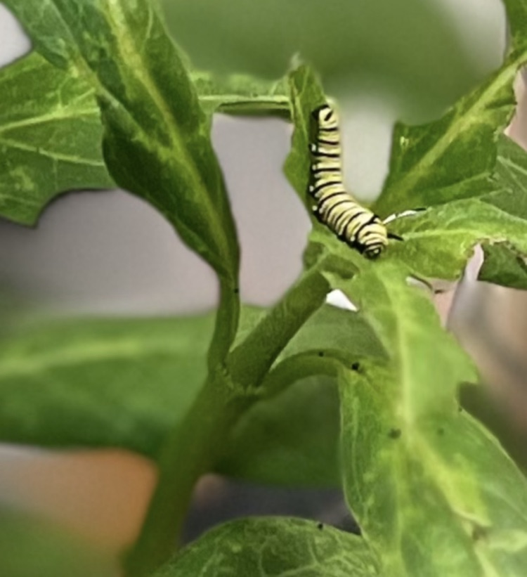 Gifted presentation of Monarchs 